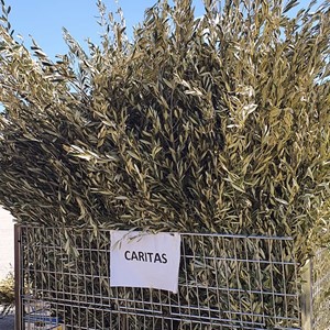 Maslinove grančice - simbol nade i zajedništva